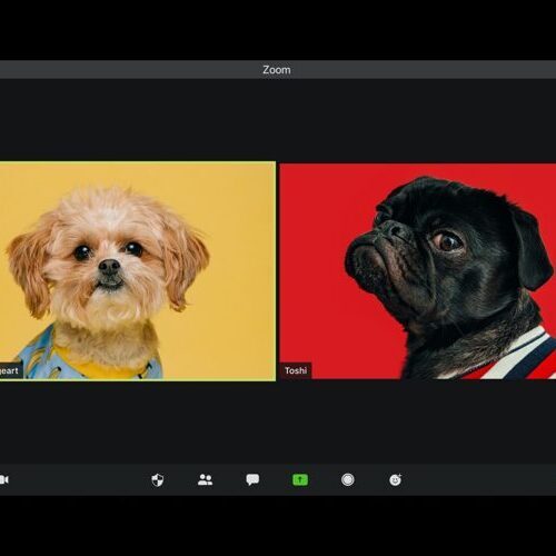 Bild von zwei Hunden in einem Zoom-Call